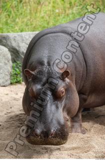 Hippo 0031